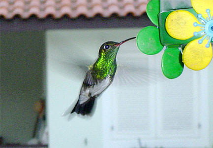 Hummingbird In The Backyard, Boraceia thumbnail