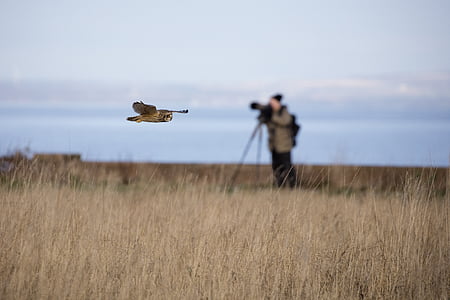 selective focus photography of an owl near man taking picture thumbnail
