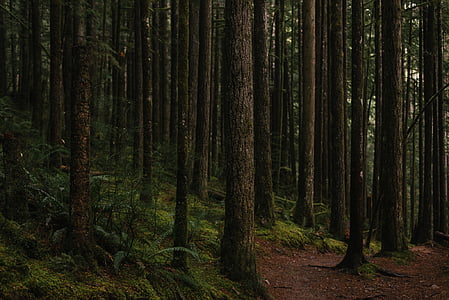 forest trees during daytime thumbnail