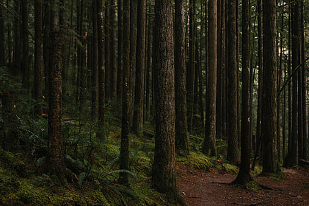 selective photo of black and green high trees at daytime thumbnail