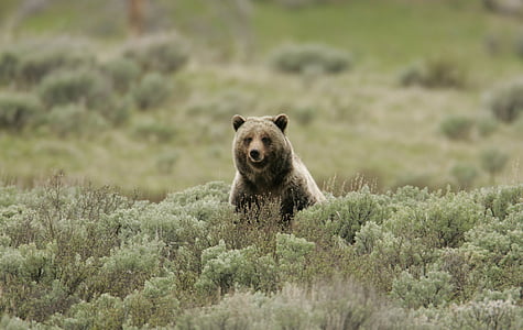 brown grizzly bear thumbnail