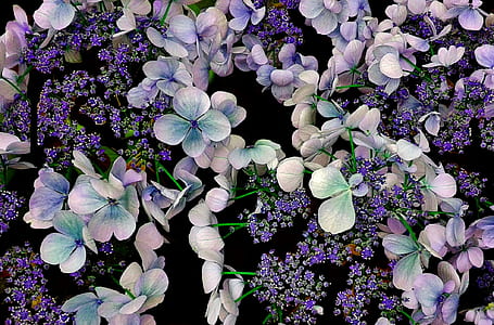 white and purple hydrangea flowers thumbnail