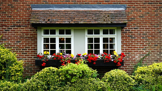 Red Yellow and Purple Flower on Window thumbnail