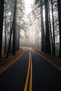 black car near asphalt road between tall tress during fog thumbnail