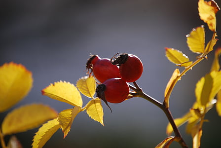 round red fruits thumbnail