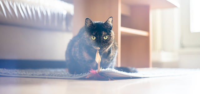 black and brown cat on gray rug thumbnail
