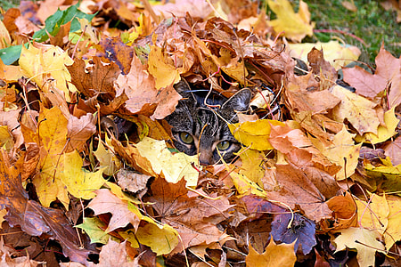 maple leaves on field thumbnail