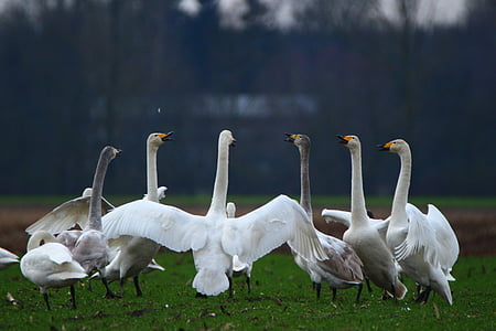flock of white geese thumbnail