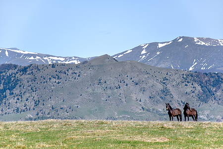 two horses at green mountain thumbnail