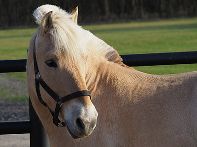 beige horse beside black fence during daytime thumbnail