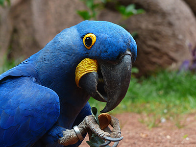 Close Up of Hyacinth Macaw -- Anodorhynchus hyacinthinus thumbnail