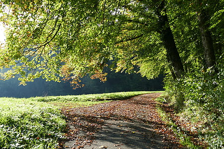 gray pathway near tree during daytime thumbnail