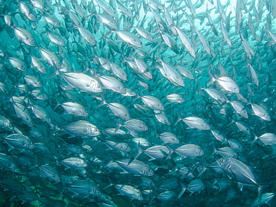 school of gray fish thumbnail