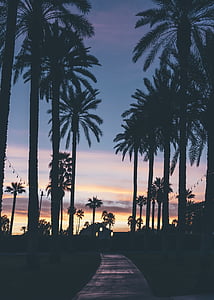 coconut tree silhouette photography thumbnail