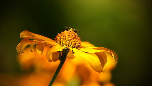 macro photography of yellow flower thumbnail