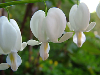 close-up photo of white petaled flowers thumbnail