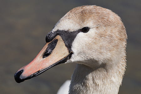 brown swan close-up photo thumbnail