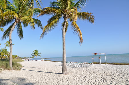 two coconut trees near beach thumbnail