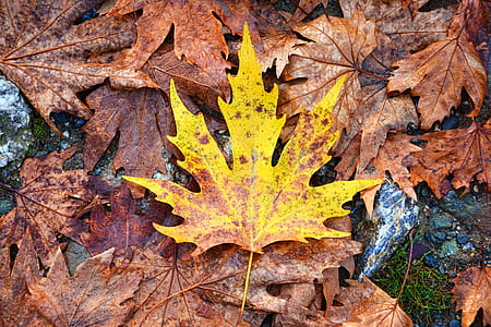 bunch of maple leafs thumbnail