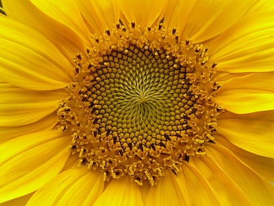 macro photography of yellow sunflower in bloom thumbnail