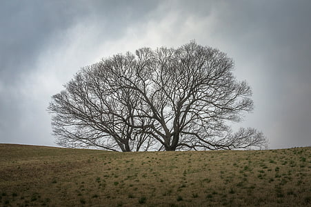 grayscale photography of bareless tree under gray sky thumbnail