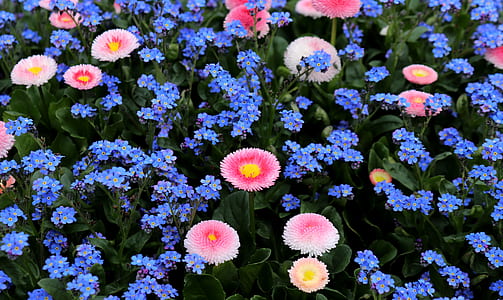 pink petaled flowers thumbnail