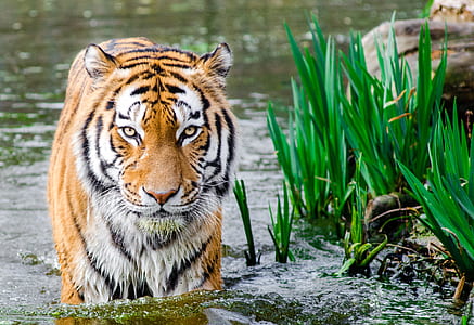 Bengal Tiger Half Soak Body on Water during Daytime thumbnail
