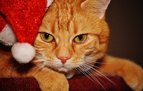 orange Tabby cat thumbnail