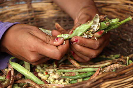 Hands peeling beans thumbnail