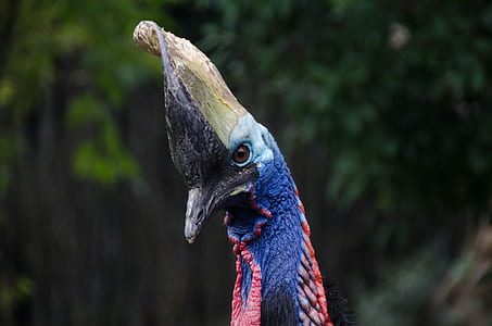 cassowary thumbnail