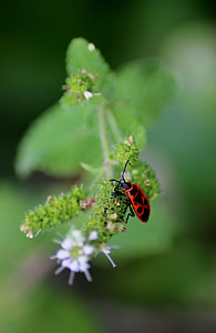 focus photography of ladybug thumbnail