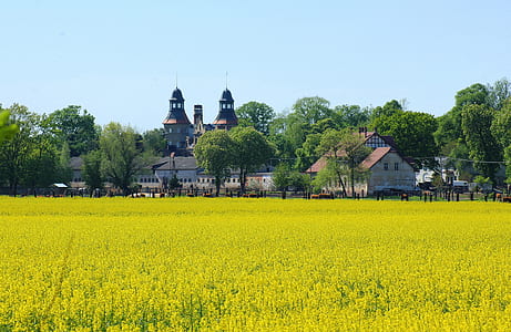 yellow rapeseed flower field across houses at daytime thumbnail