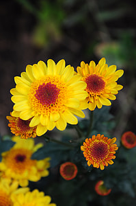 Chrysanthemum Morifolium, Flowers thumbnail