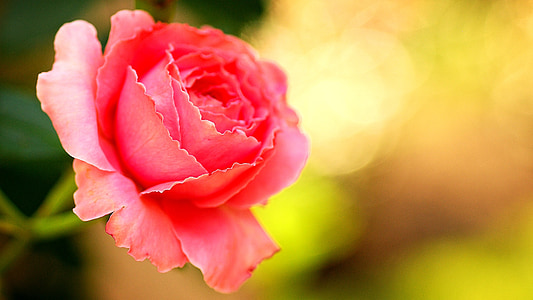 pink rose in macro photography thumbnail