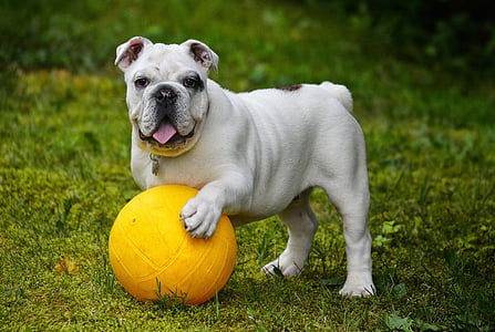adult white and brown English bulldog with yellow ball on grass field during daytime close-up photography thumbnail