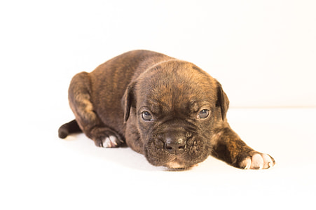 brindle American pit bull terrier puppy thumbnail