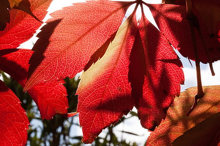 Red and Orange Autumn Leaves Close Up Photogrpah thumbnail