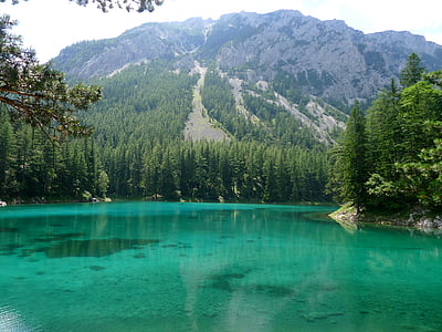 pond surrounded by green leafed plants thumbnail