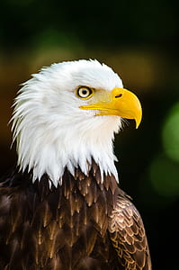selective focus photography of bald eagle thumbnail