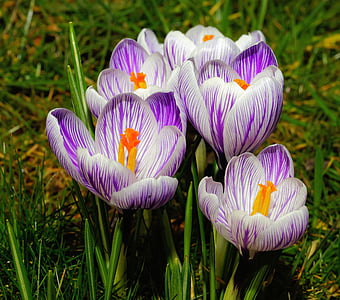 purple-and-white crocus flowers thumbnail