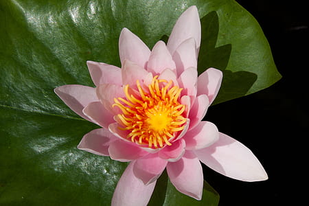 closeup photo of pink lotus flower thumbnail