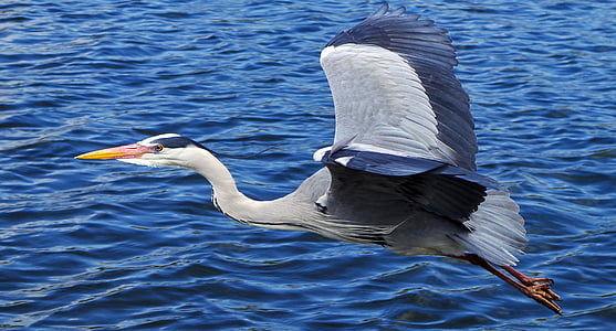 gray and black goose thumbnail