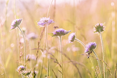 macro photography of purple flowers during daytime thumbnail
