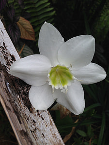 White Amazon Lily, Eucharis Grandiflora thumbnail