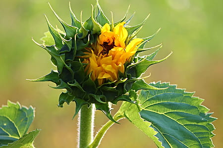 selective focus photography of yellow sunflower bud thumbnail