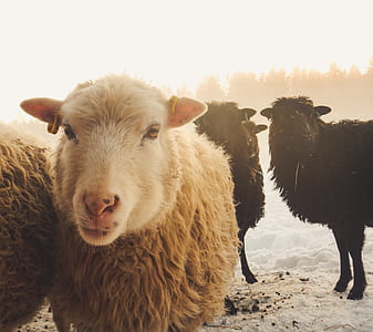 brown and black sheep at daytime thumbnail