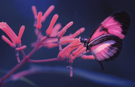 pink and black butterfly on pink flower thumbnail
