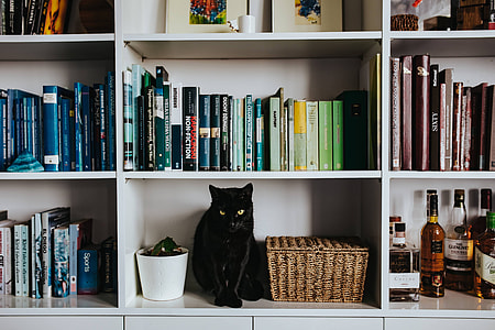 Black cat by a wicker basket on a white bookcase shelf thumbnail