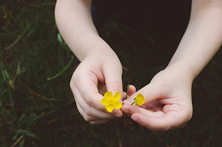 person holding yellow flowers thumbnail