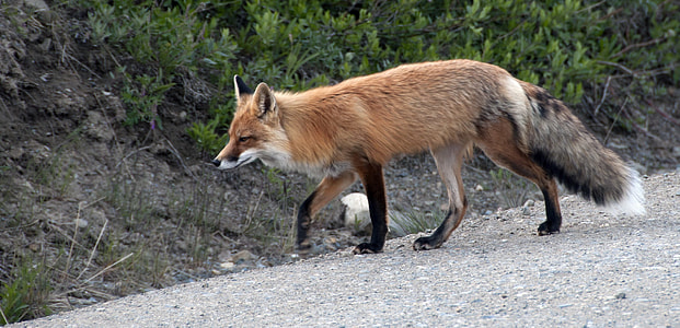 photo of an animal near plants during day time thumbnail